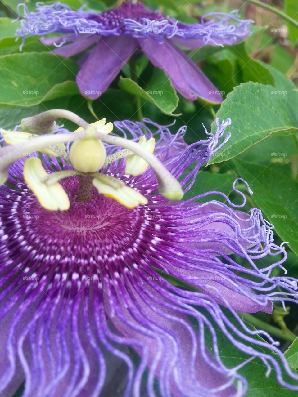 passion flowers