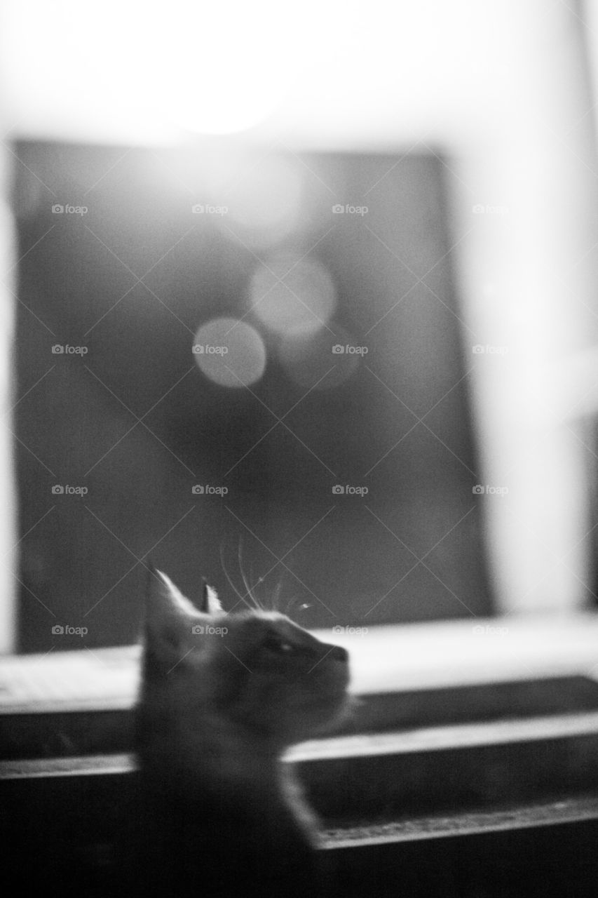 Blur, Monochrome, Cat, Portrait, Street