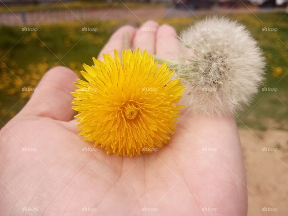 цветение и увядание - 2 в 1