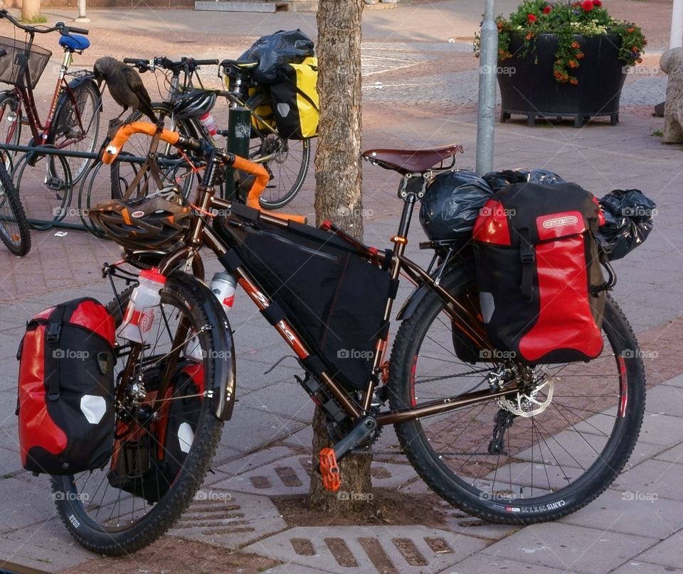 Touring bike and a black crow