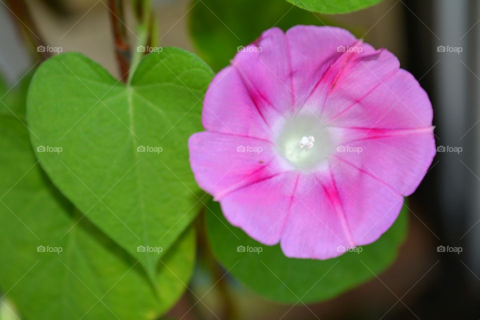 pink flower decorative