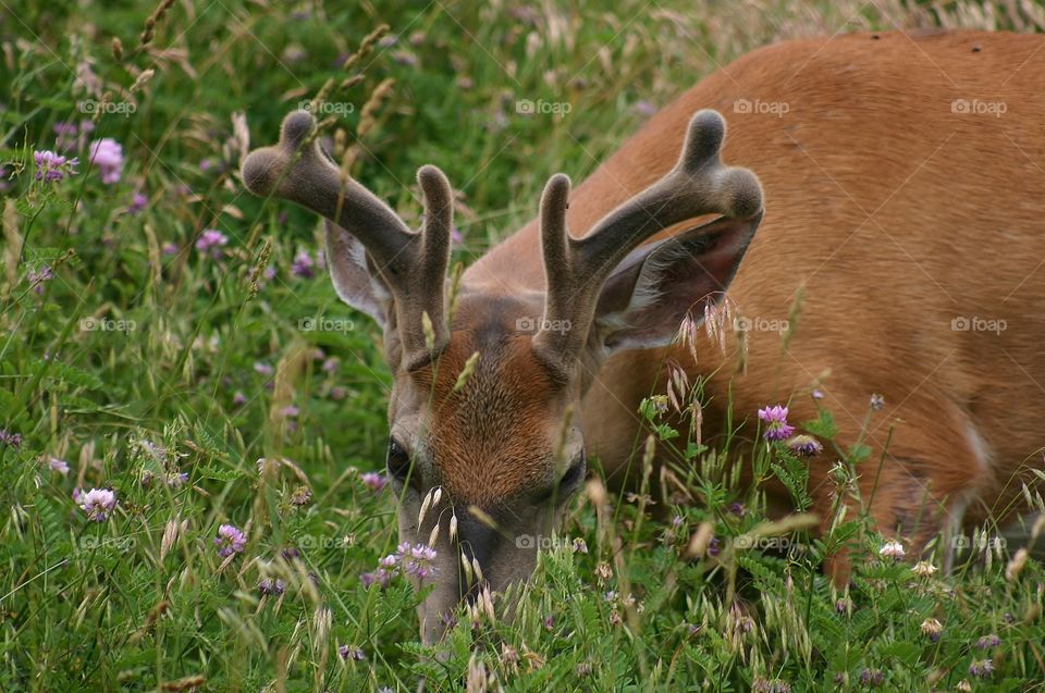 Beautiful Buck. Such a beautiful young buck feeding amongst wildflowers on a mountainside in Virginia.