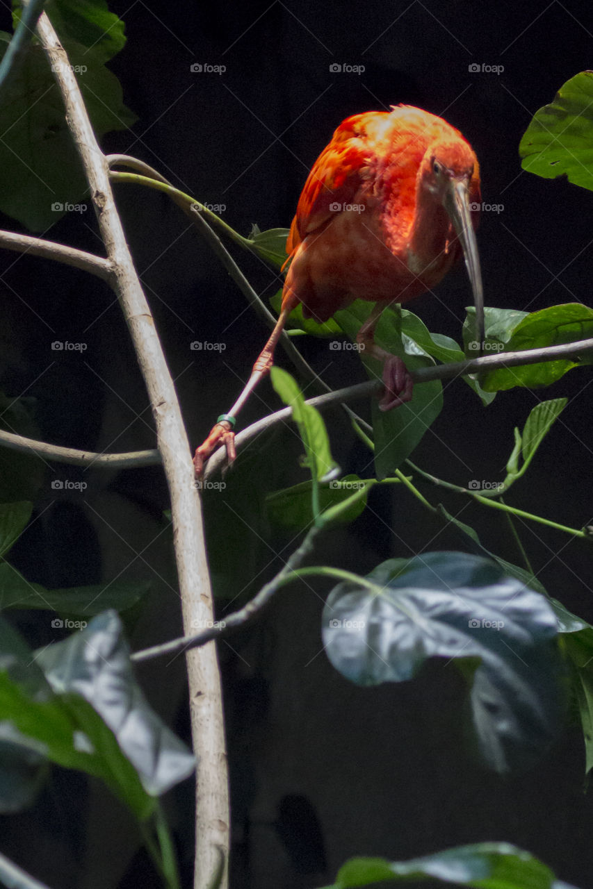 Ibis red bird - taking a step - röd fågel