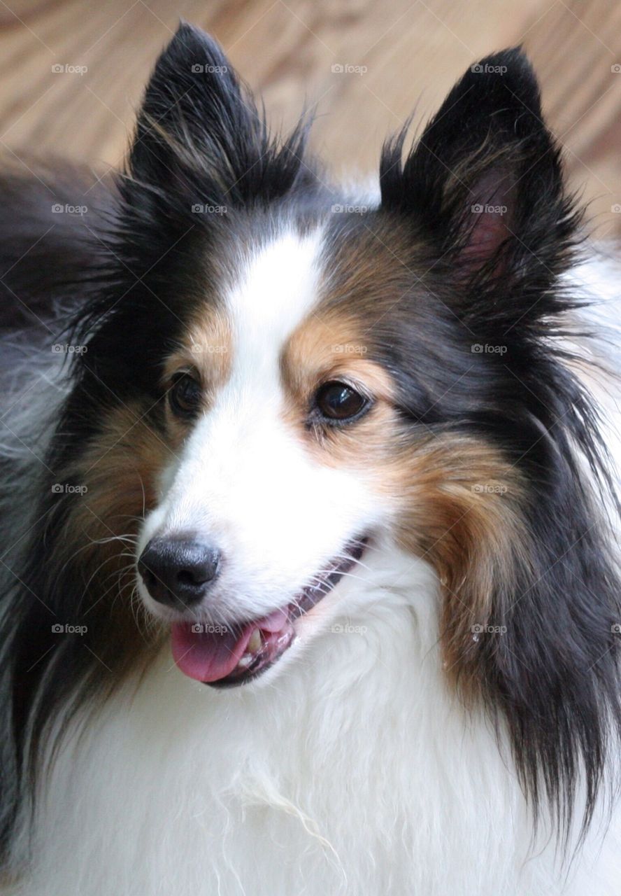 Sheltie