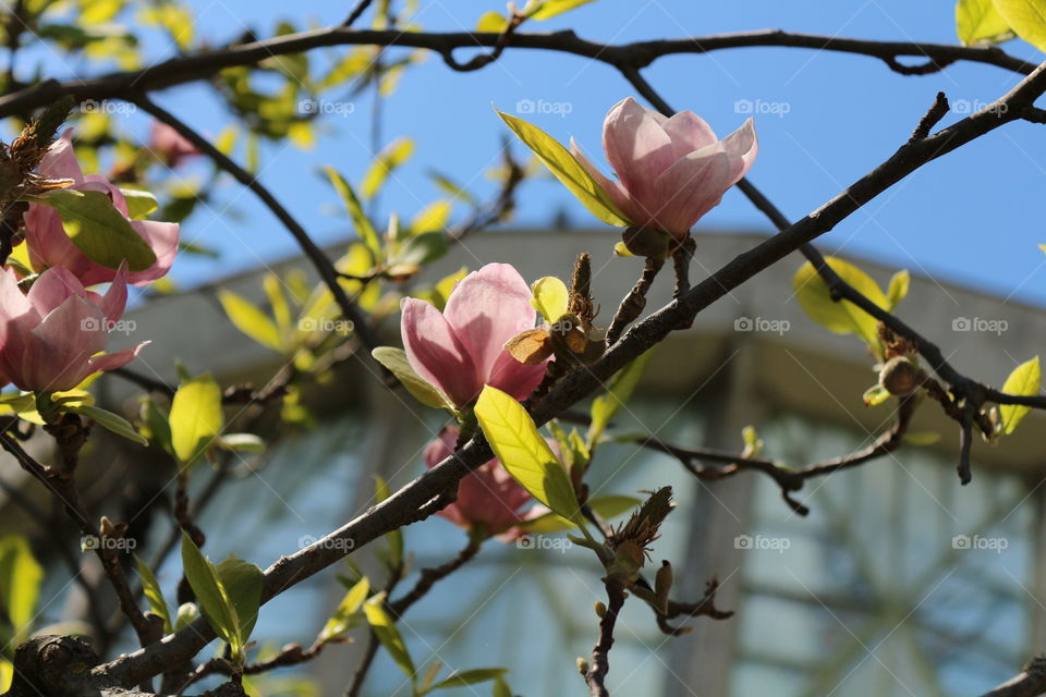 flowers