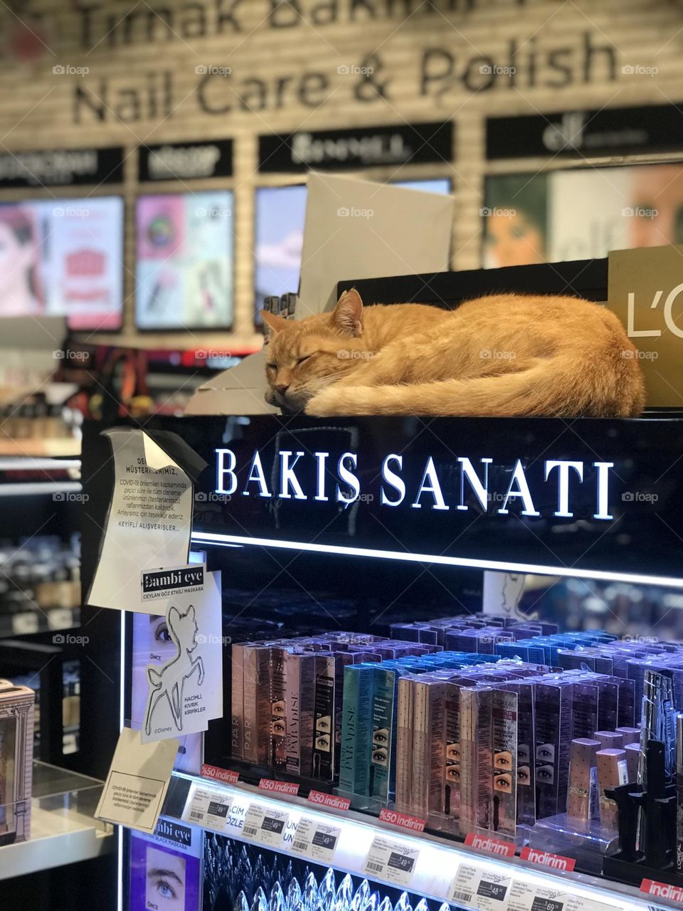 Cat, Store,Sleeping