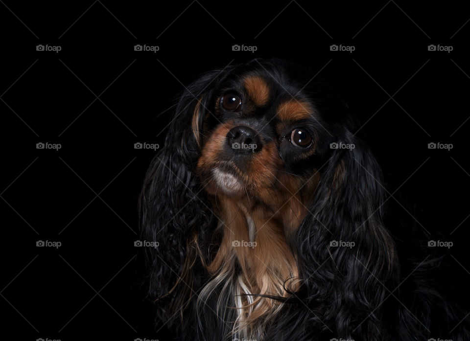 Portrait of a dog