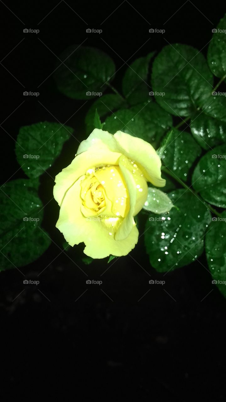 yellow rose flower...with water drops