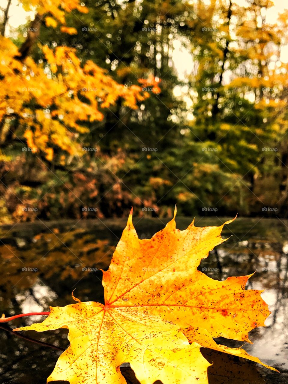 Maple leaf