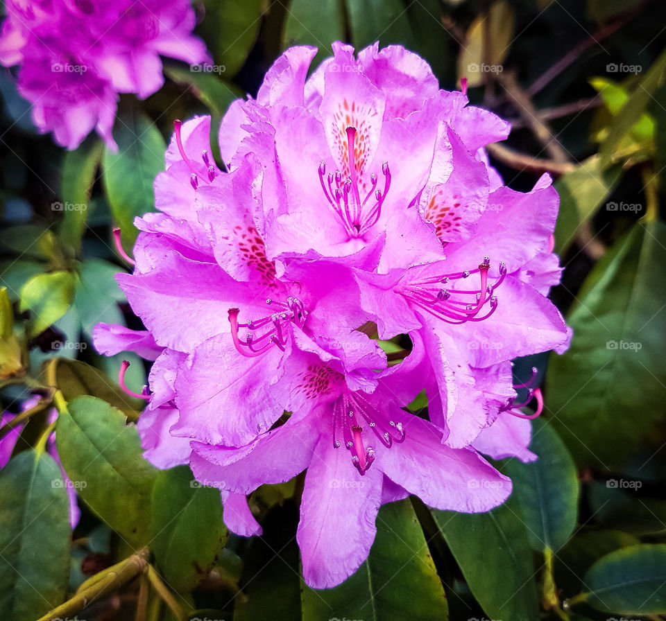 Pink flower