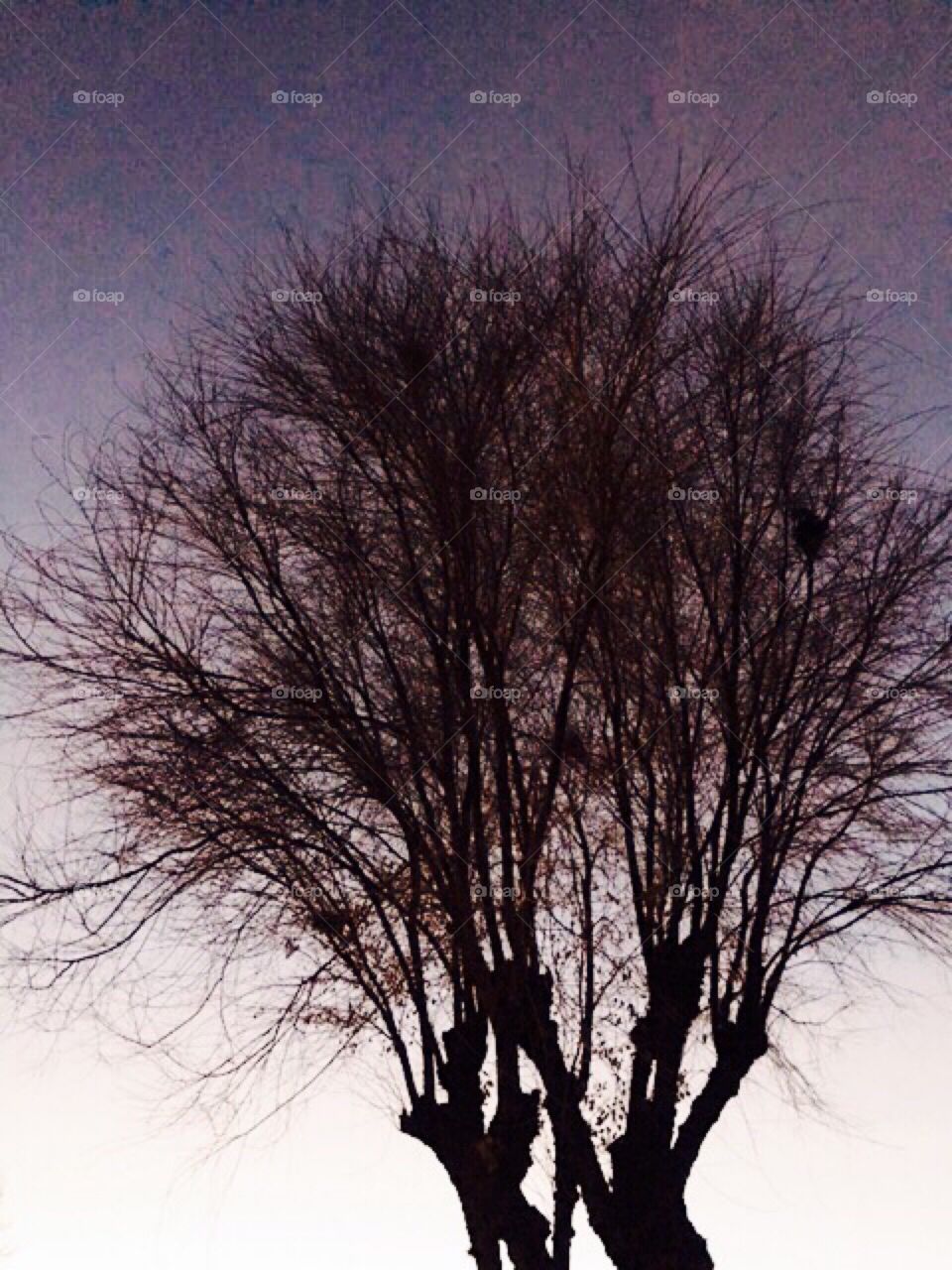 Winter tree