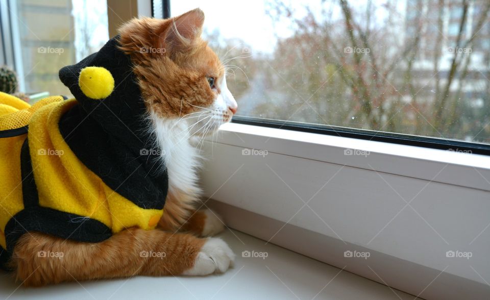 cat pet on a window home