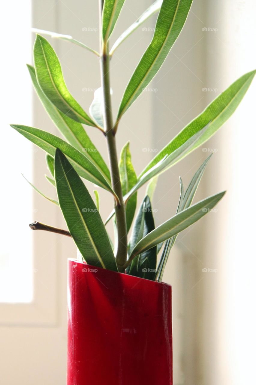 Close up of a red vase with plant on window 