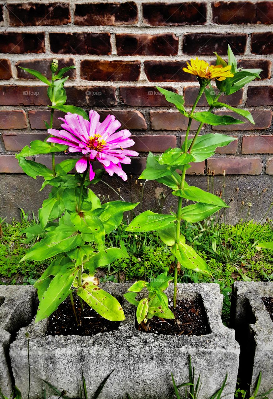 Zinnias growing out of cement blocks next to a brick wall