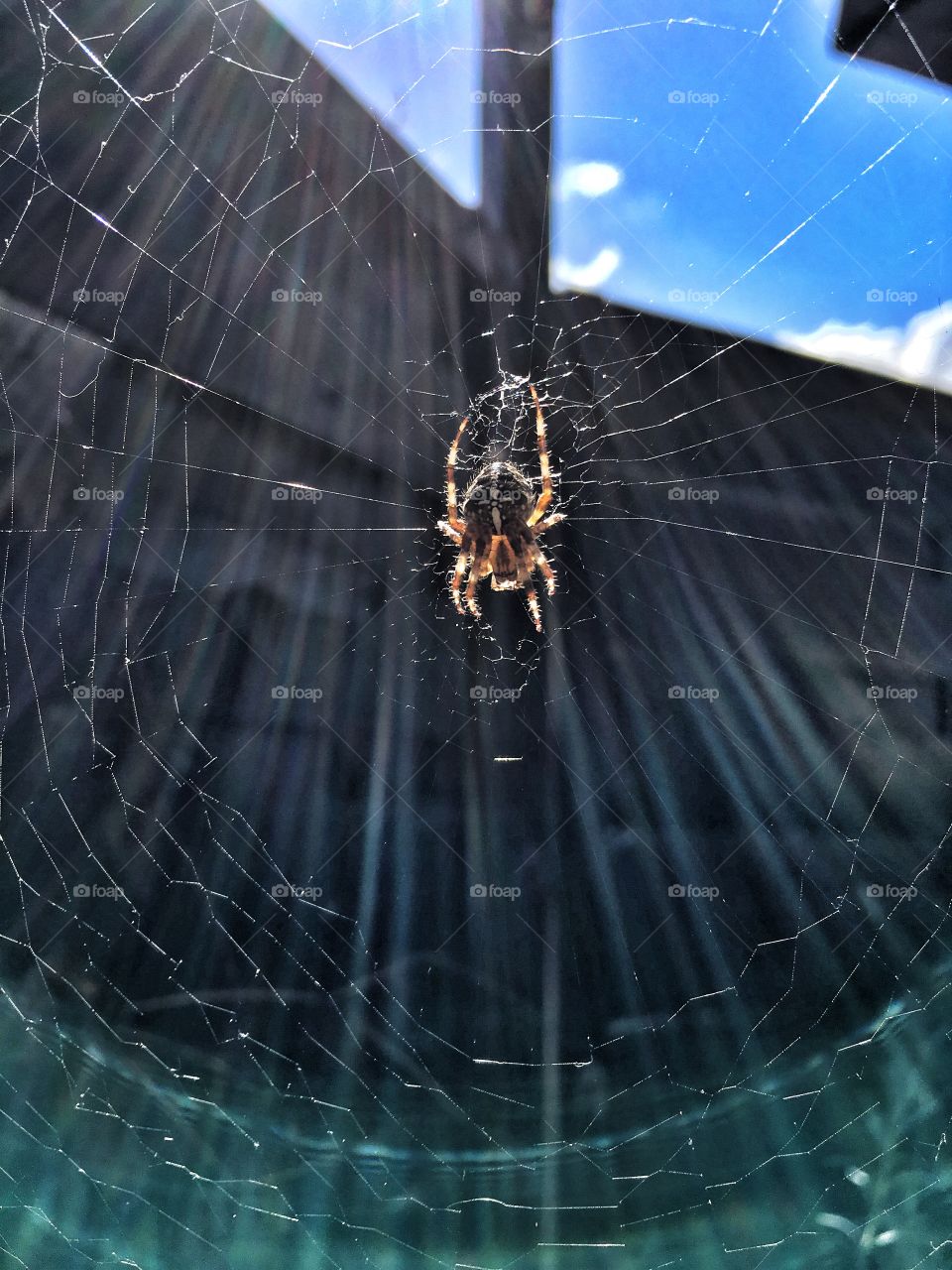 Beautiful spider