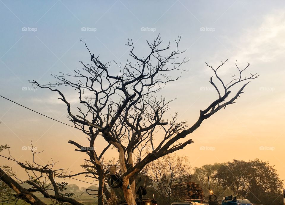 A Bare Tree on a winter morning