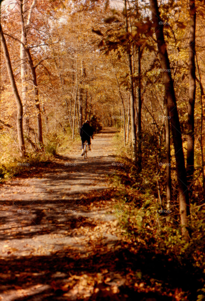 Fall Trail