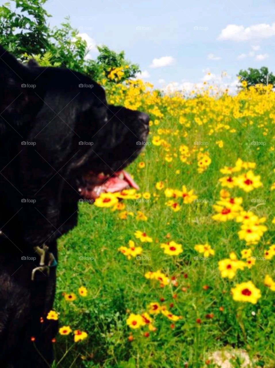 Dog . Dog in field full of flowers 