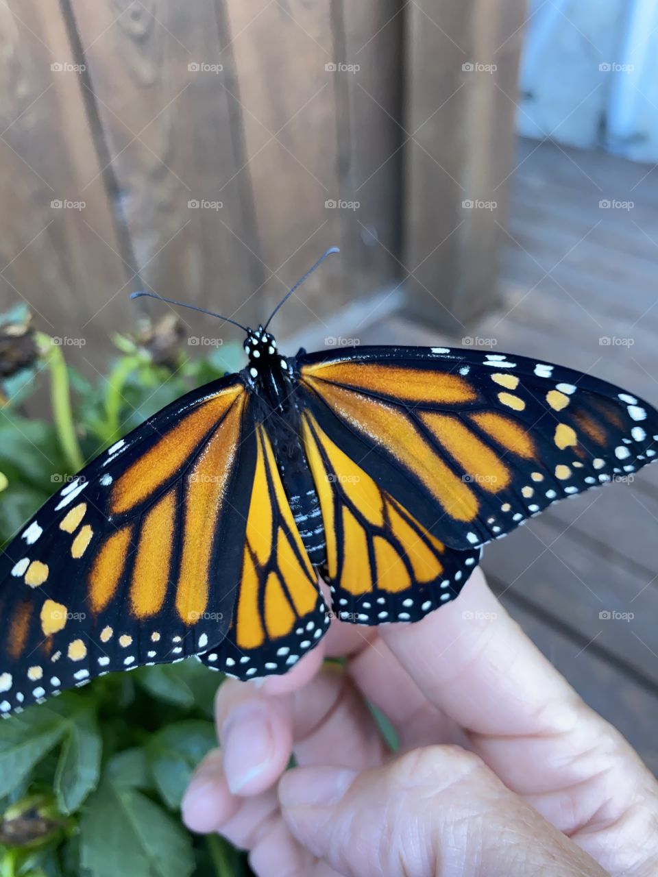 Monarch butterfly 