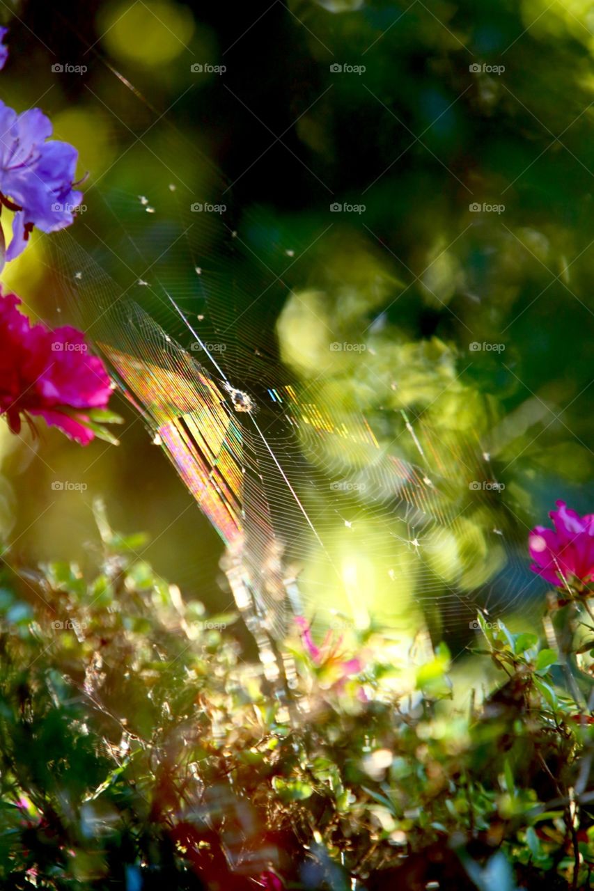 Spider web in early morning sunlight. 