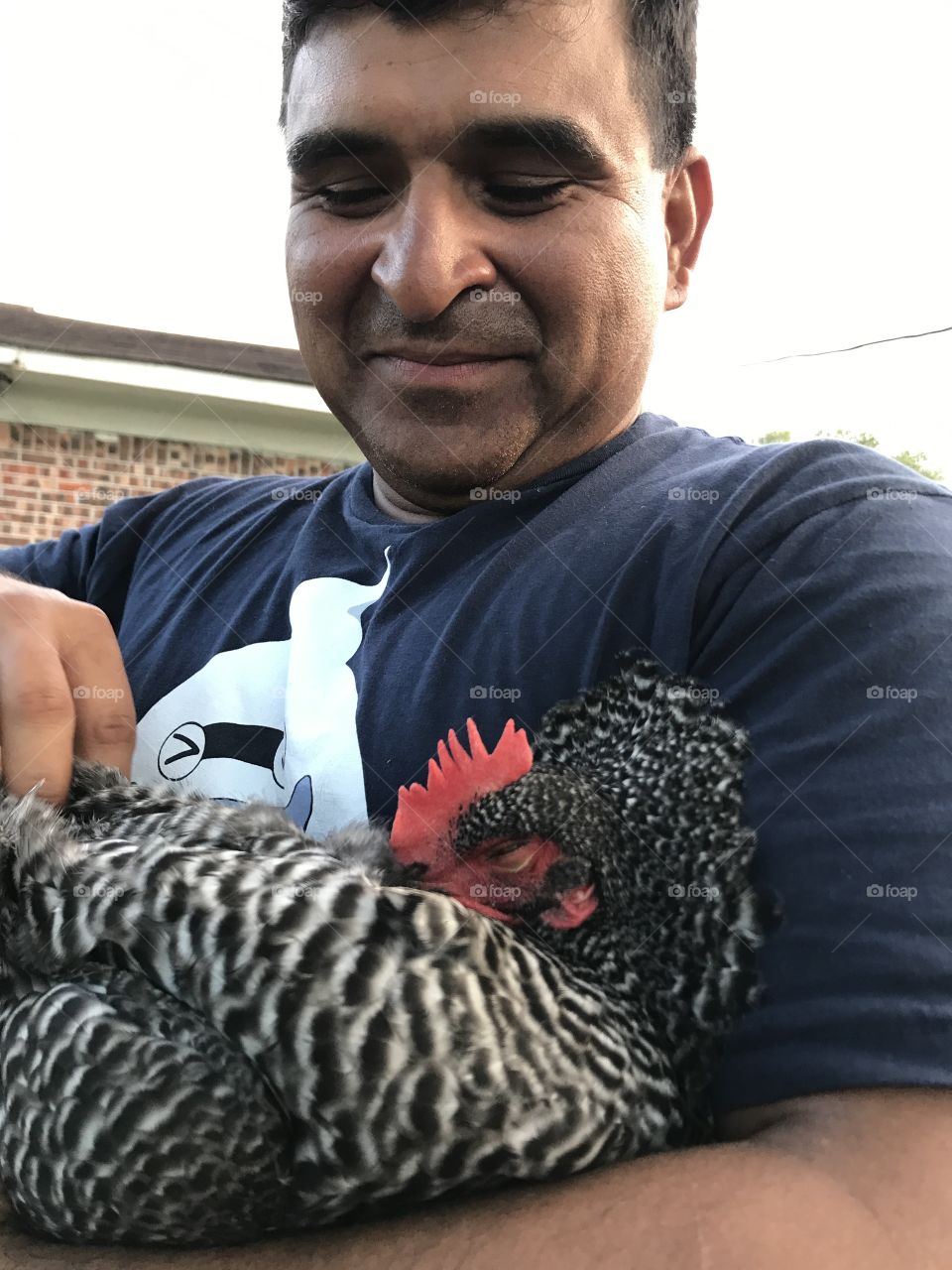 It works on big chickens too!
