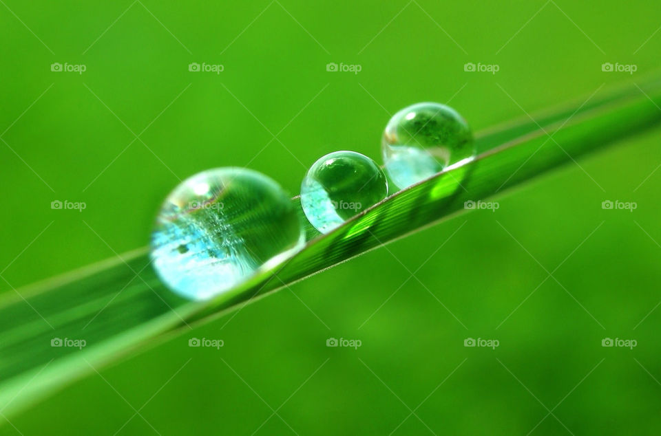 green macro drops by kaliente