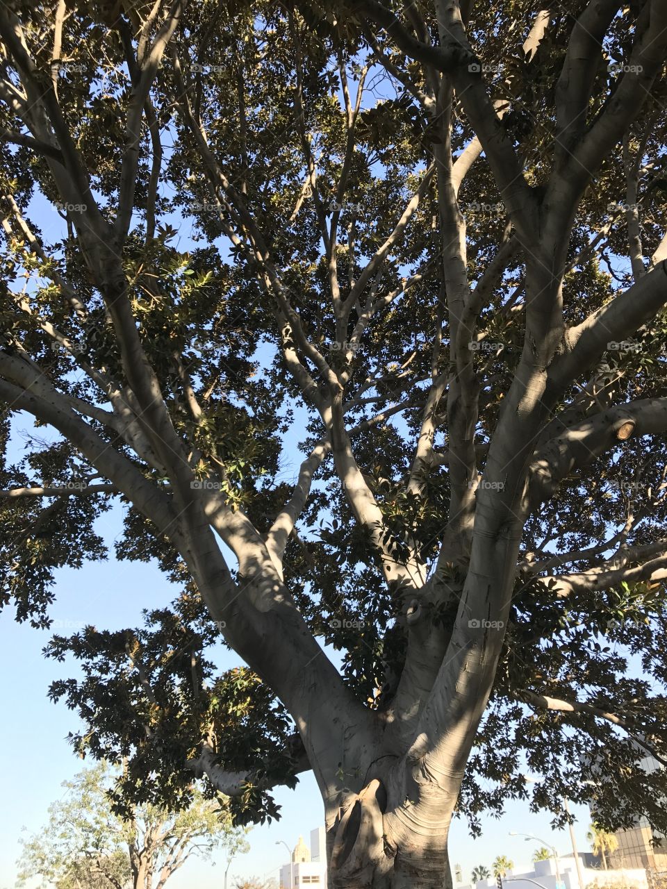 Sun rays through a tree