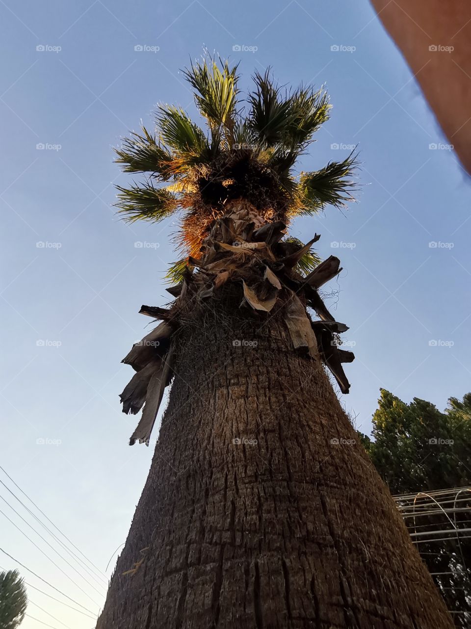 Palm tree