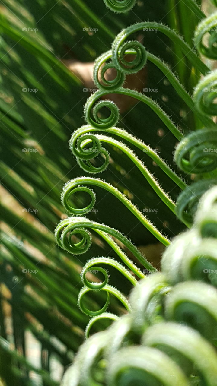 Line of Green Palm Curls