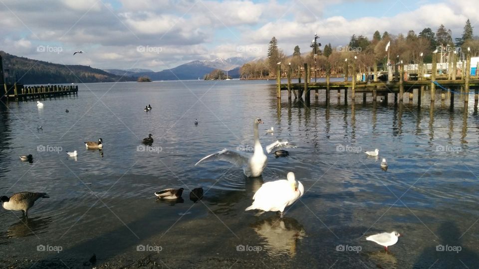 Up the Swanny. Lake Windermere Swans