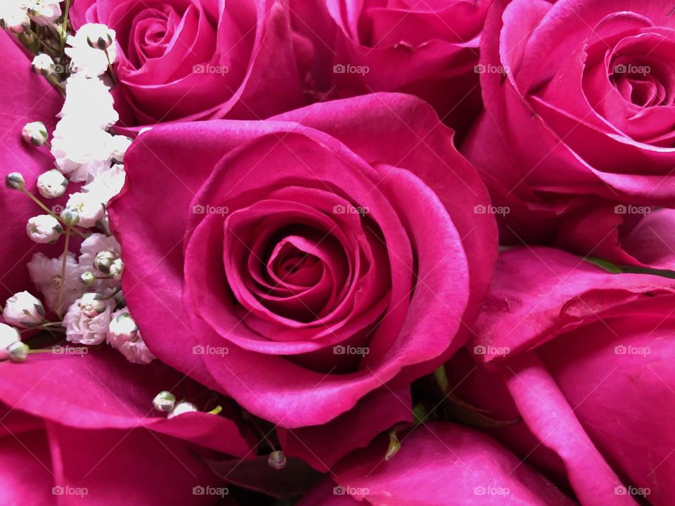 Beautiful magenta rose