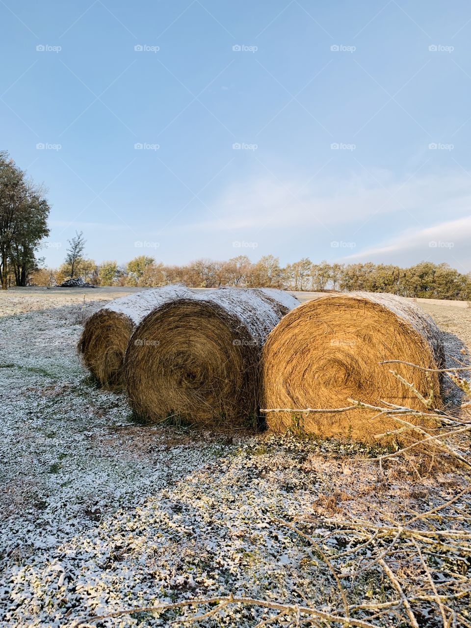 Snow-dusted, round hay bales in open farmland, a distant grove of bare trees in the distance under under a pale blue sky 