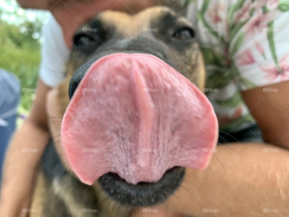 long tongue