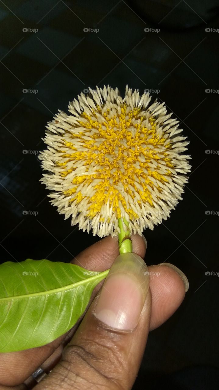 Round flower and single leaf with tough one man  look nicely
