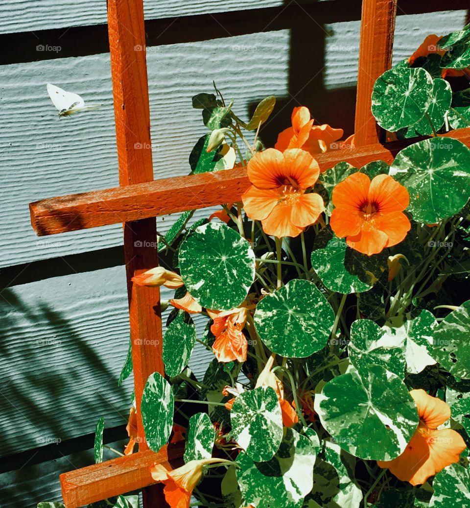 Cabbage moth and nasturtiums