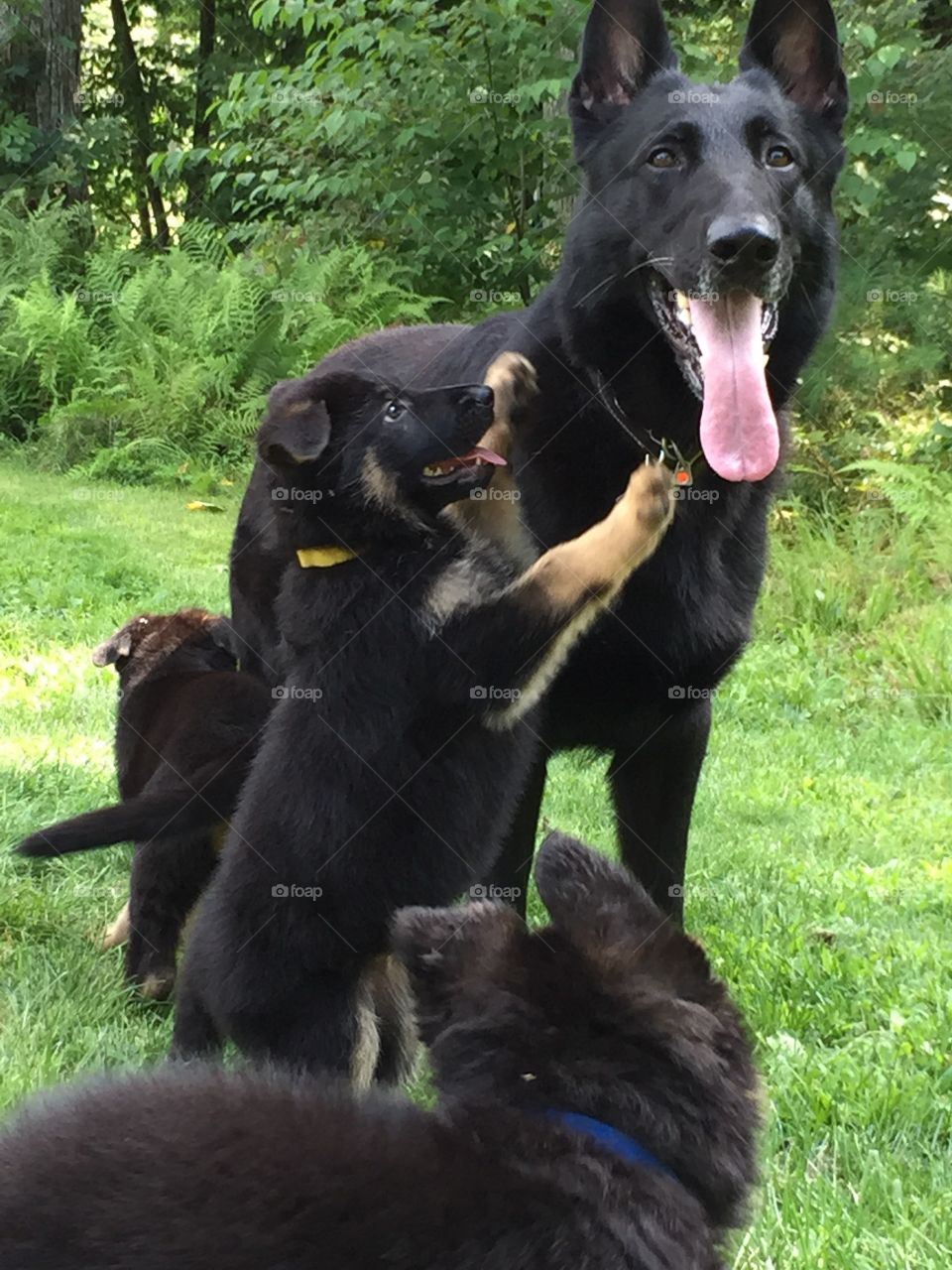 Pups pestering daddy