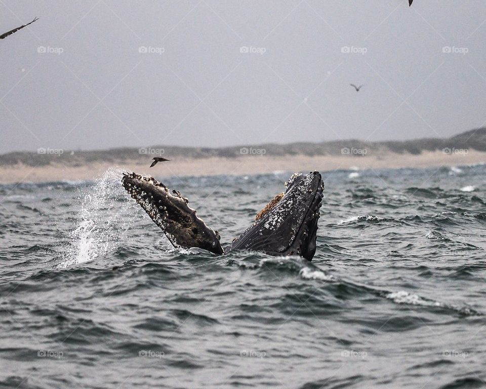 Humpback Whale