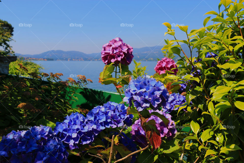 Garden in our villa overlooking Lake Maggiore, Italy