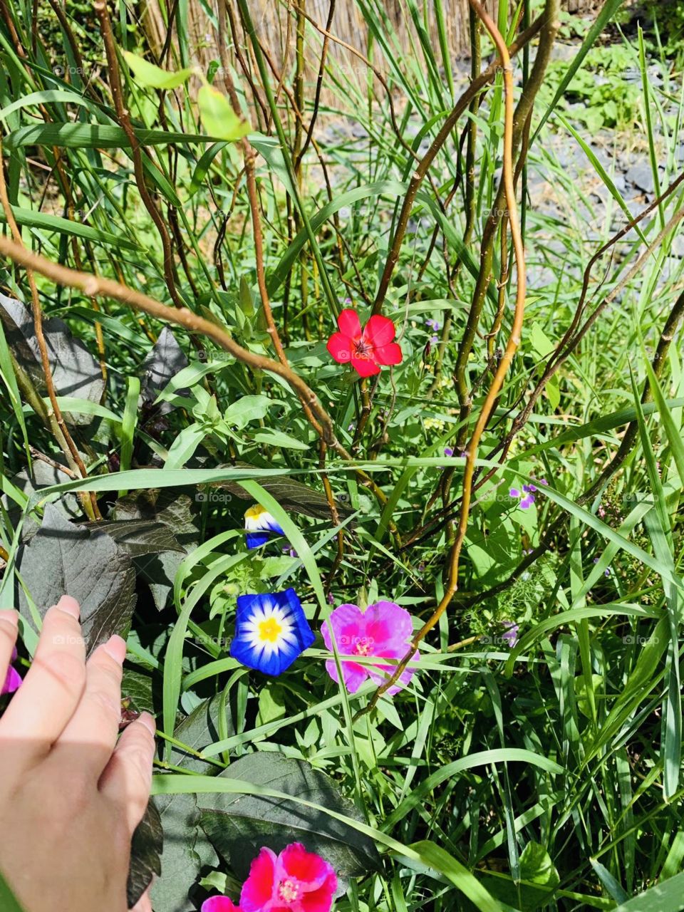 Beautiful wiled flowers 💐