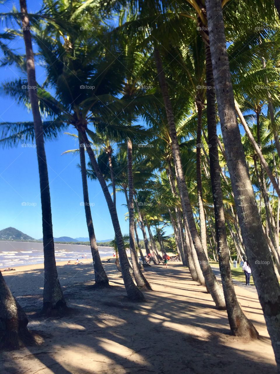 Palm trees along the beautiful beach