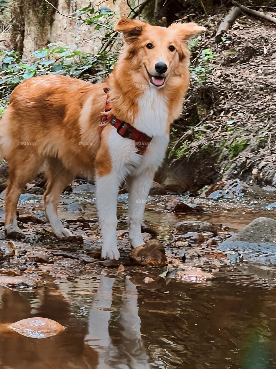 Perra pastor collie feliz 