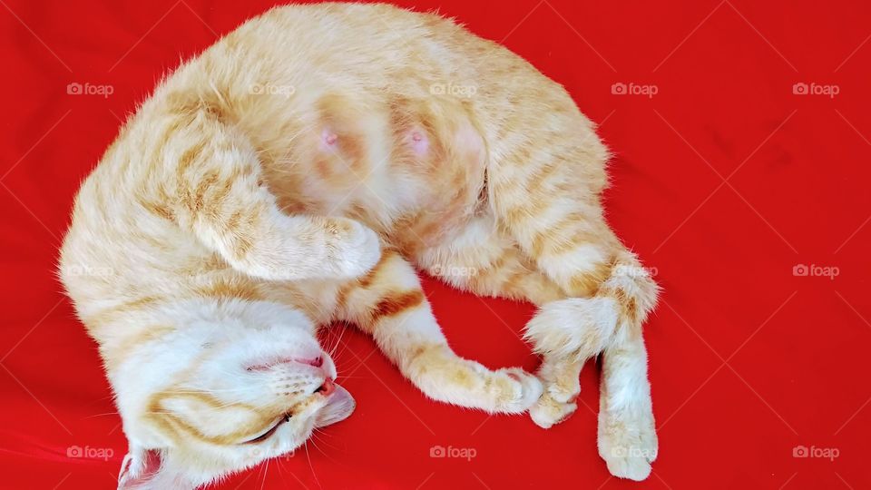 sleeping cat