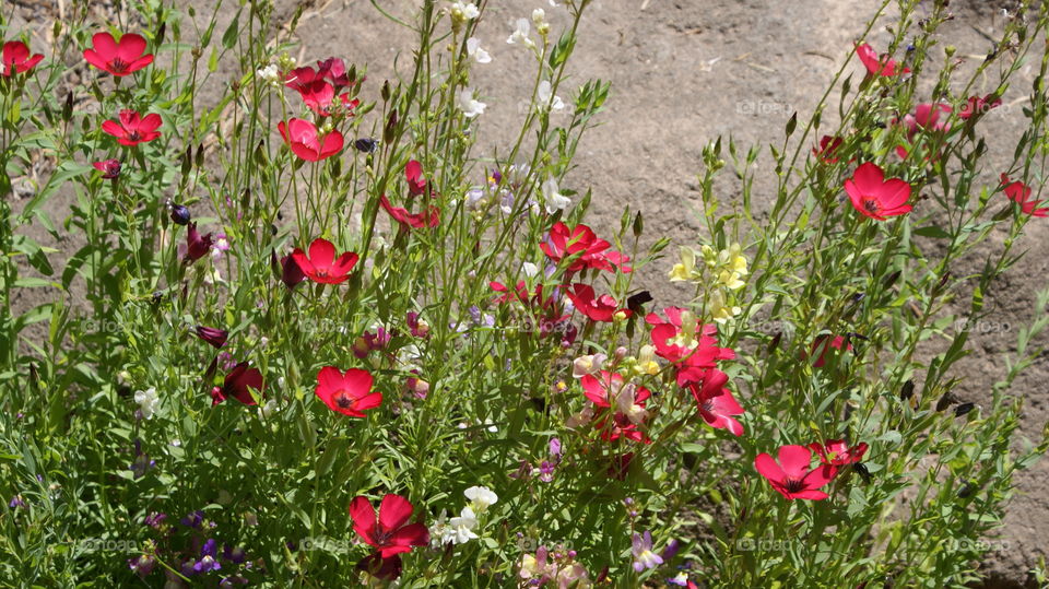 Wild flowers