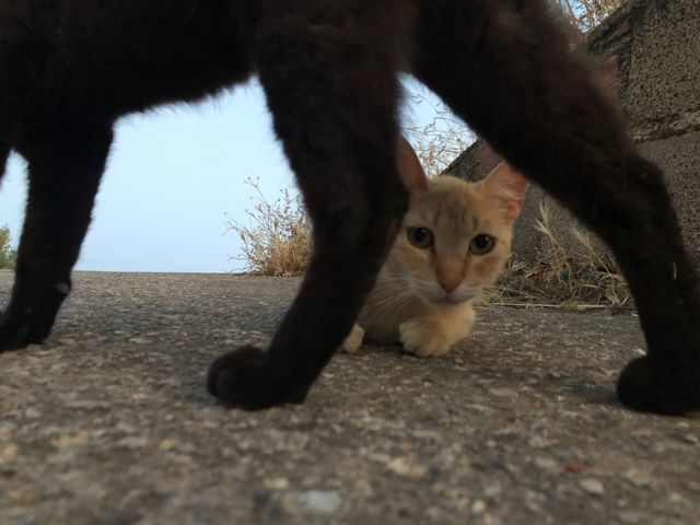 Cats 