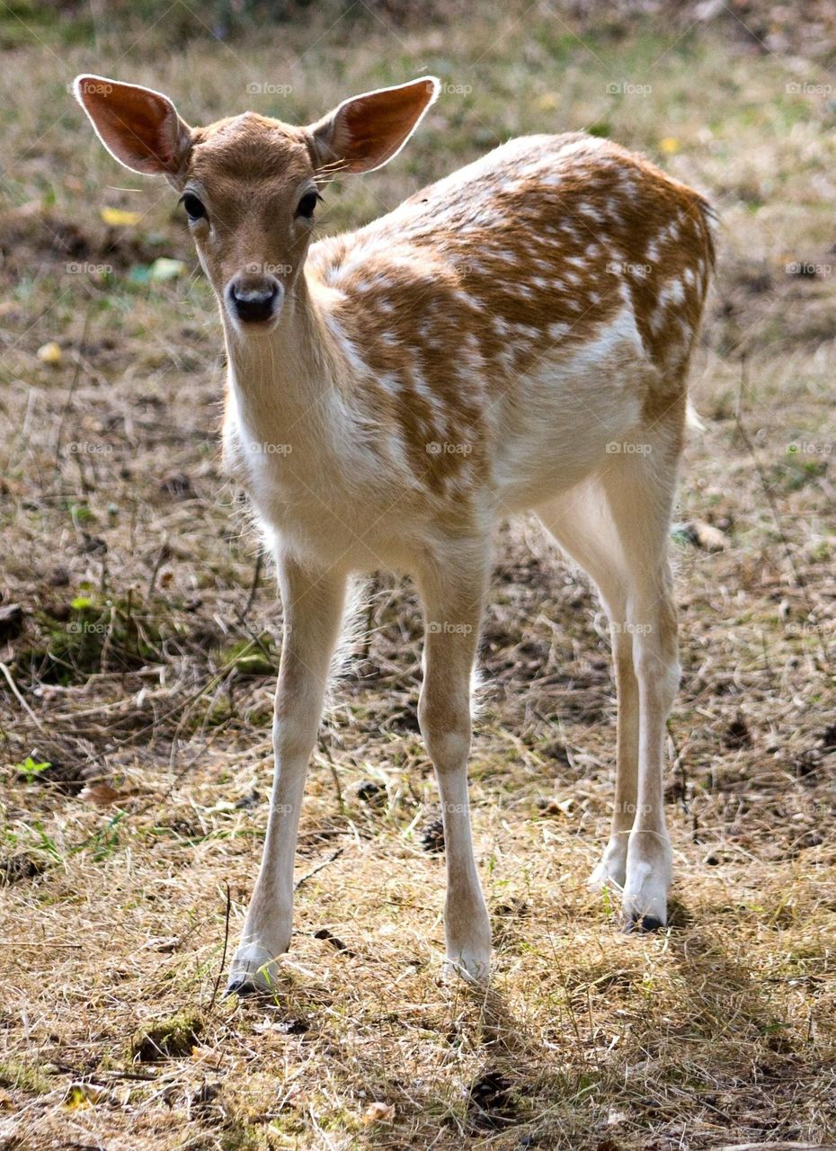 Beautiful brown colour deer