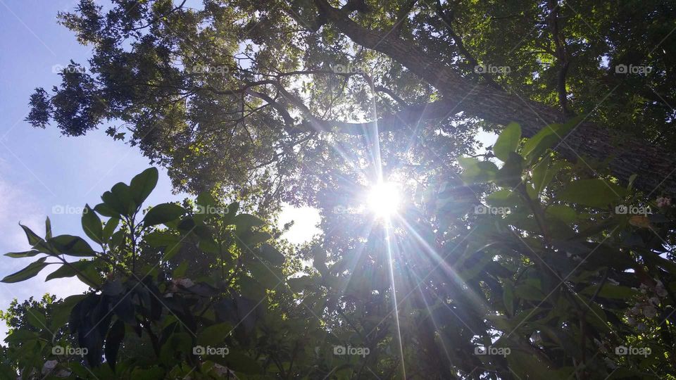 Sun rays through tree
