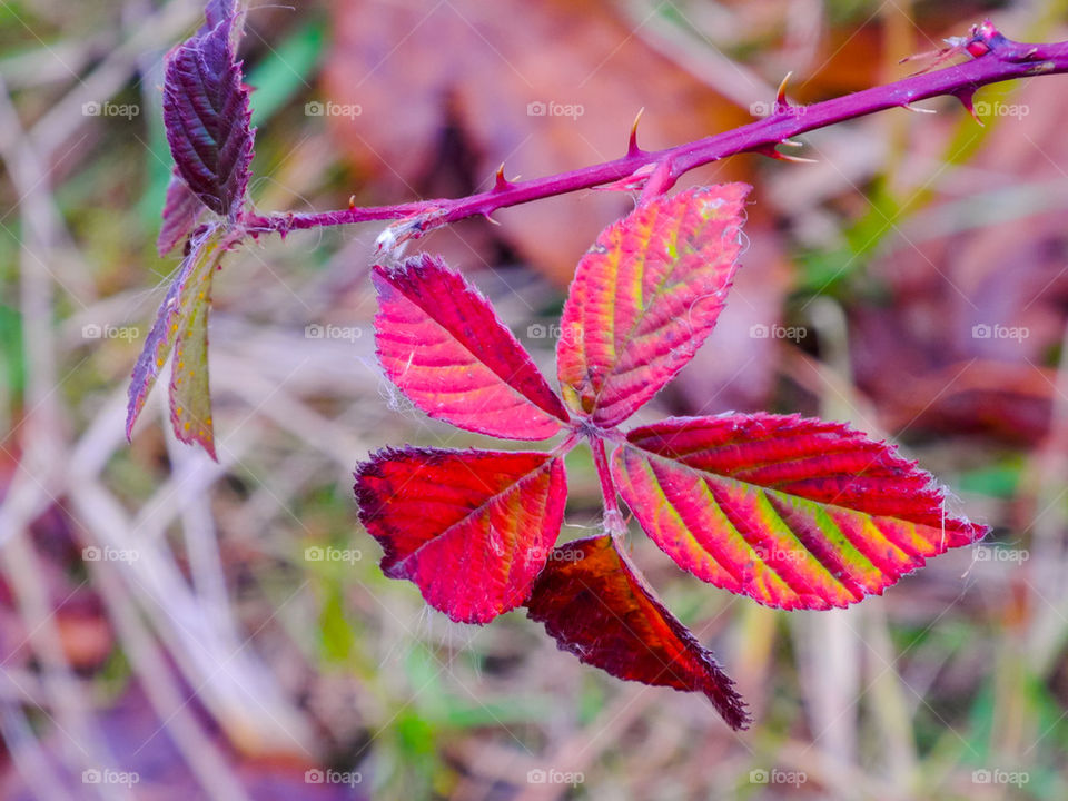 leaf