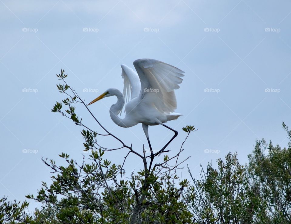 Egret Landing