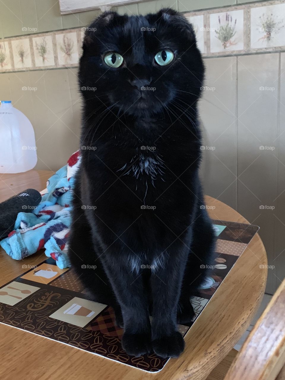 Black cat. Beautiful No ears-frostbite. Rescued