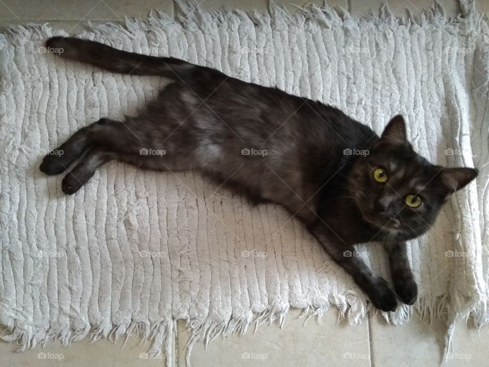 the cat lies on a white rug